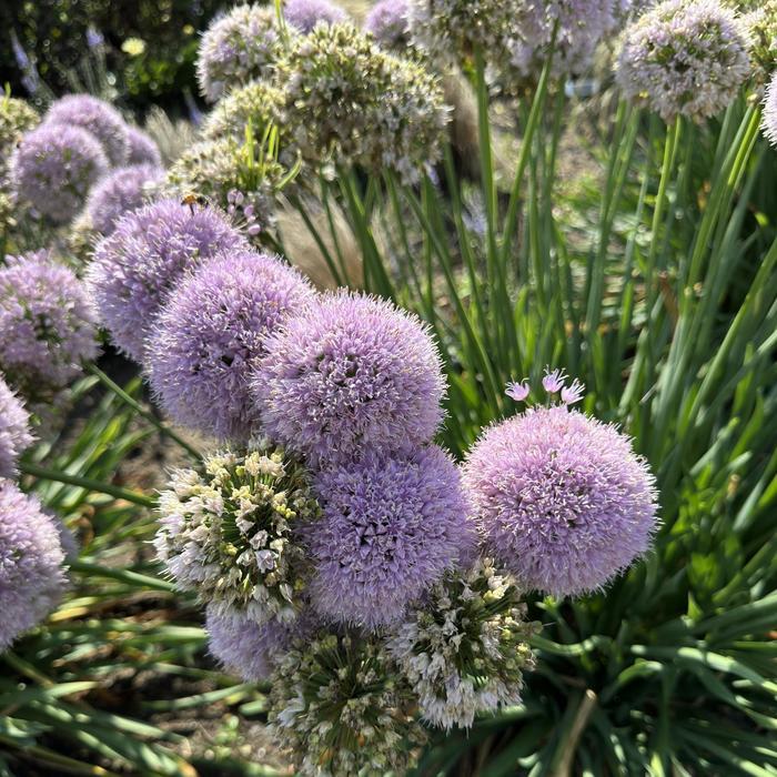 Allium Bubble Bath