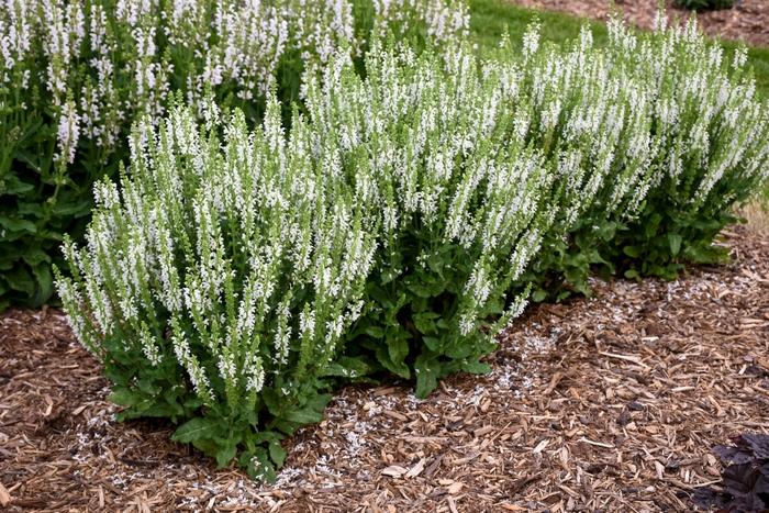 Salvia White Profusion