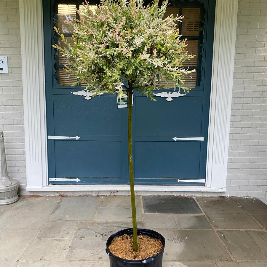 Salix integra Hakuro Nishiki