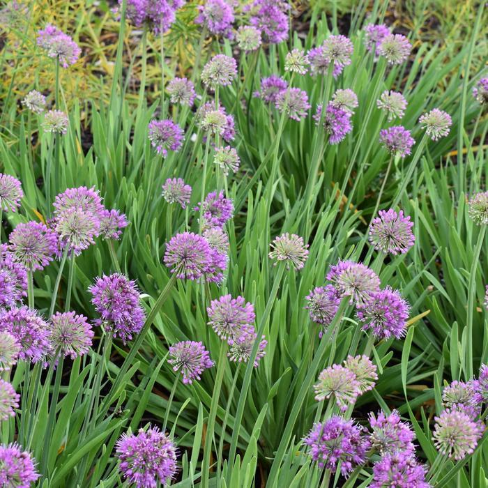Allium Lavender Bubbles