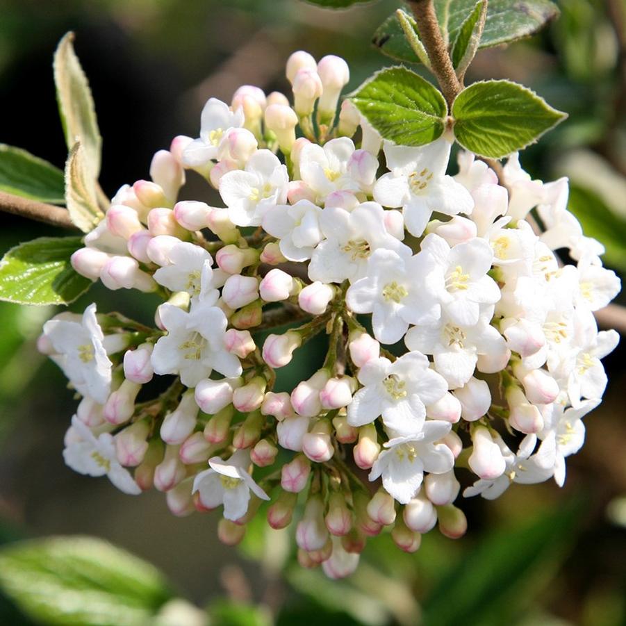 Viburnum x burkwoodii 