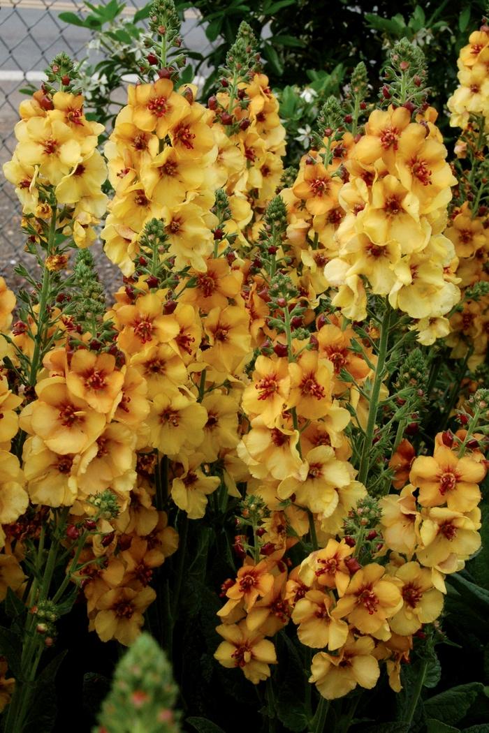Verbascum Honey Dijon
