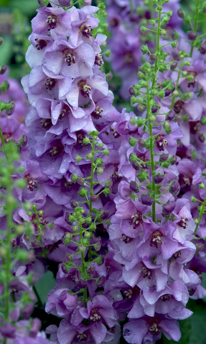 Verbascum Sugar Plum