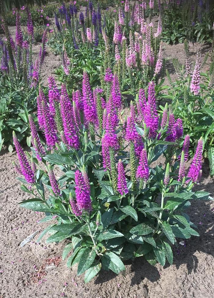 Veronica spicata Purplegum Candles