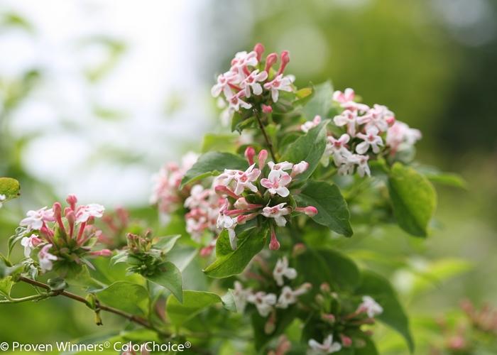 Abelia mosanensis Sweet Emotion Blaze&reg;