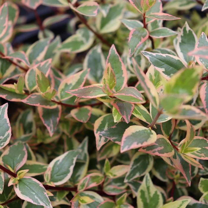 Abelia x grandiflora Tres Amigos&reg;
