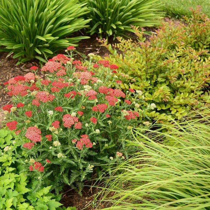 Achillea Firefly Red Pop
