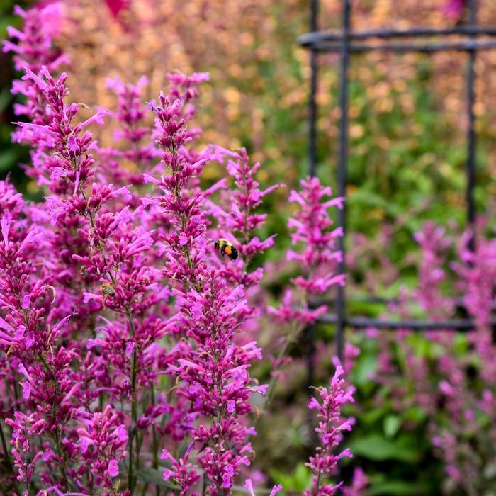 Agastache Meant to Bee® Royal Raspberry PP34910