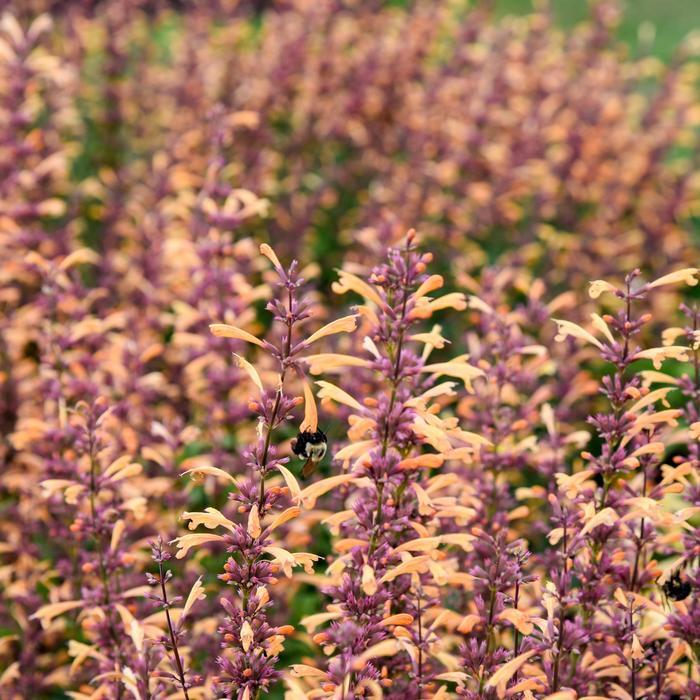 Agastache Meant to Bee® Queen Nectarine PP34896