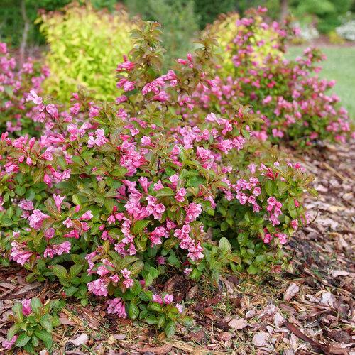 Weigela florida Midnight Sun®