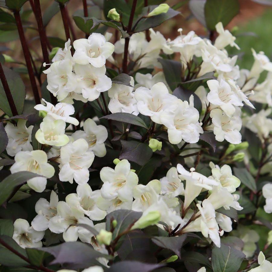 Weigela florida Wine & Spirits®