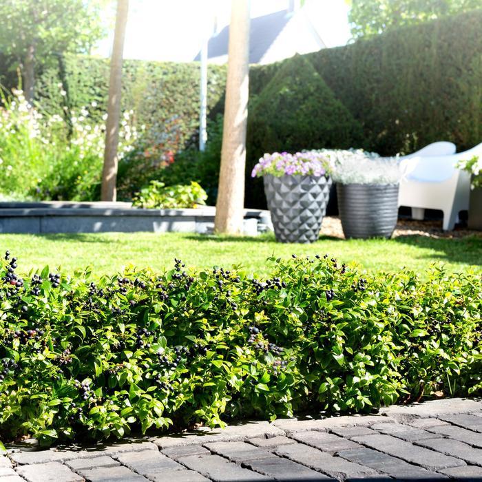 Vaccinium Berrybux® PP25467