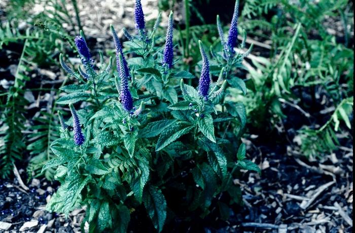 Veronica longifolia Sunny Border Blue