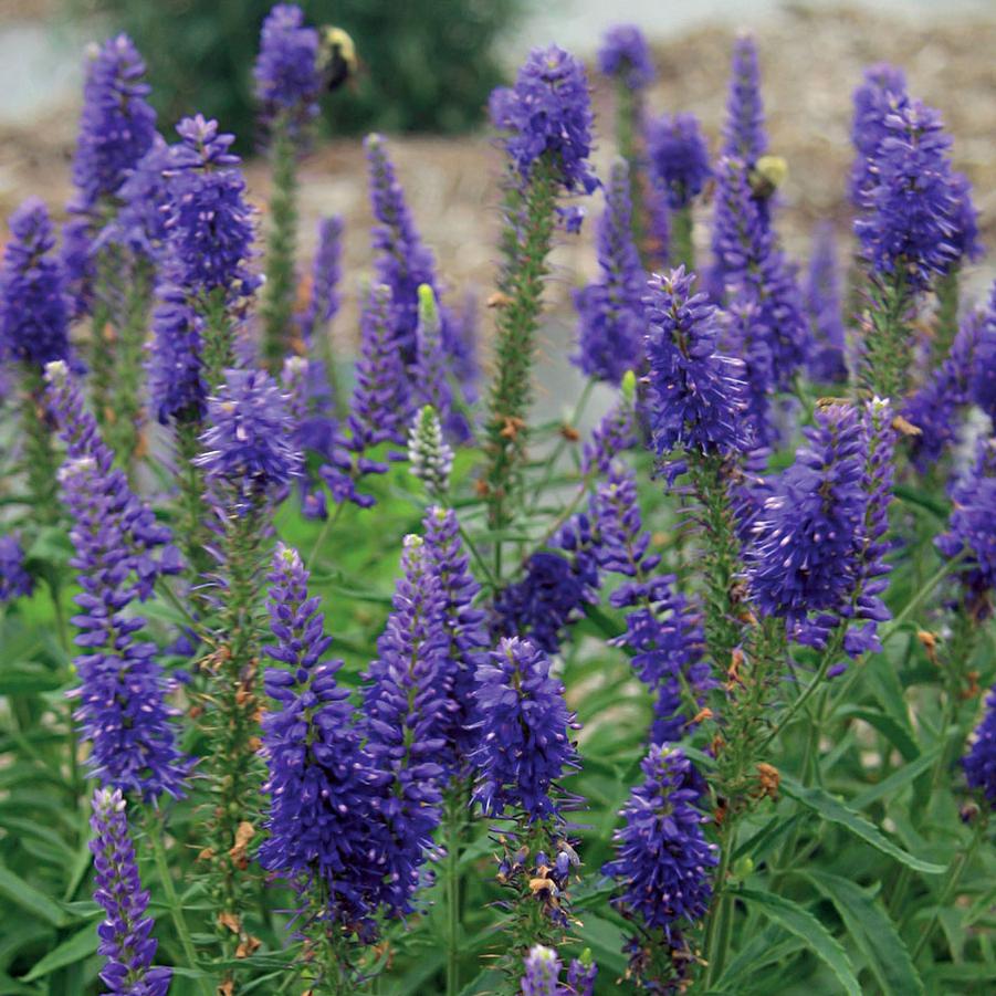 Veronica spicata Moody Blues® Dark Blue