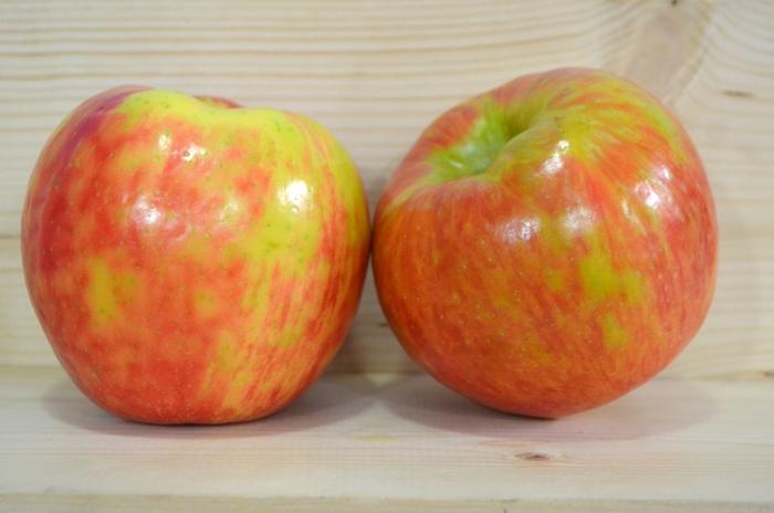 Apple Semi-Dwarf Honeycrisp