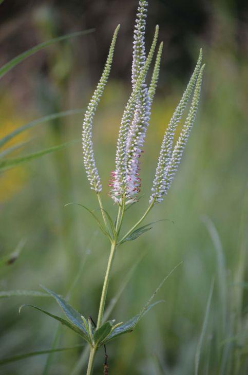 Veronicastrum virginicum 
