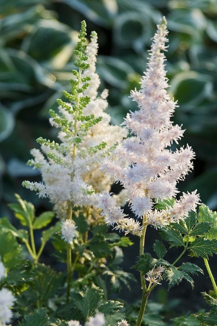 Astilbe chinensis Milk and Honey