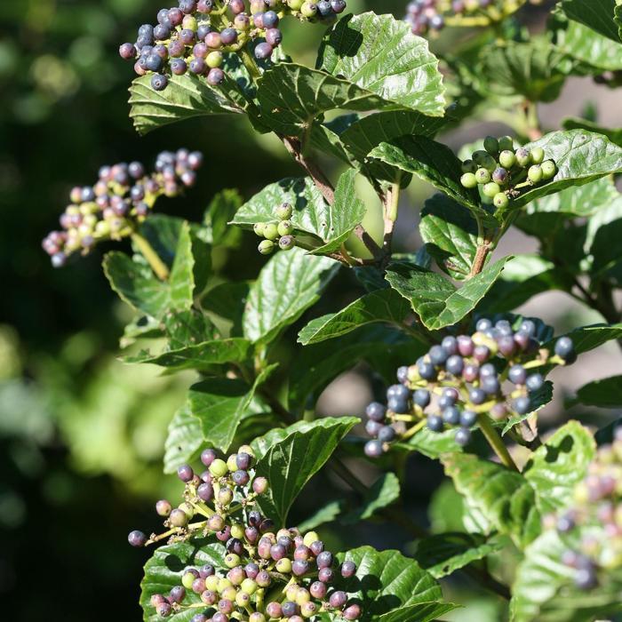 Viburnum dentatum Glitters & Glows®