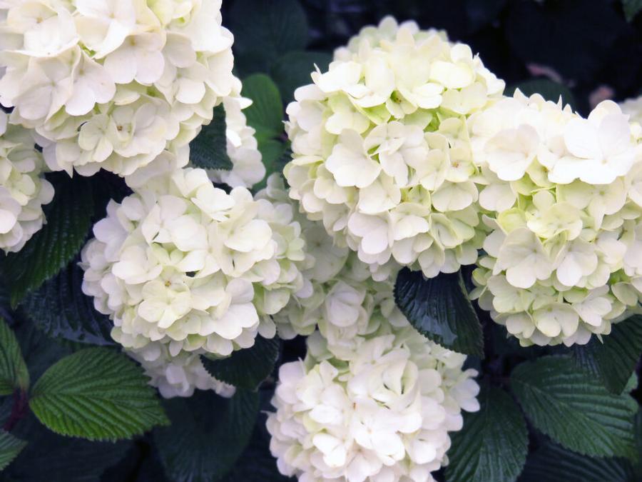 Viburnum plicatum Opening Day™ PP28958