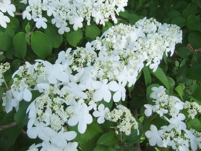 Viburnum plicatum Shasta