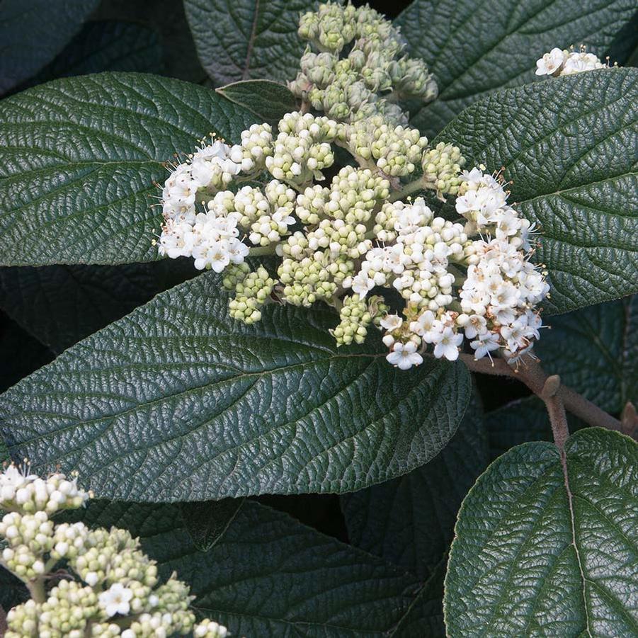 Viburnum rhy. Alleghany