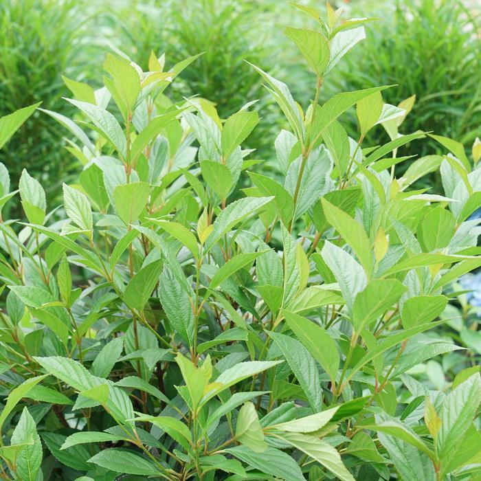 Viburnum x Sweet Talker®