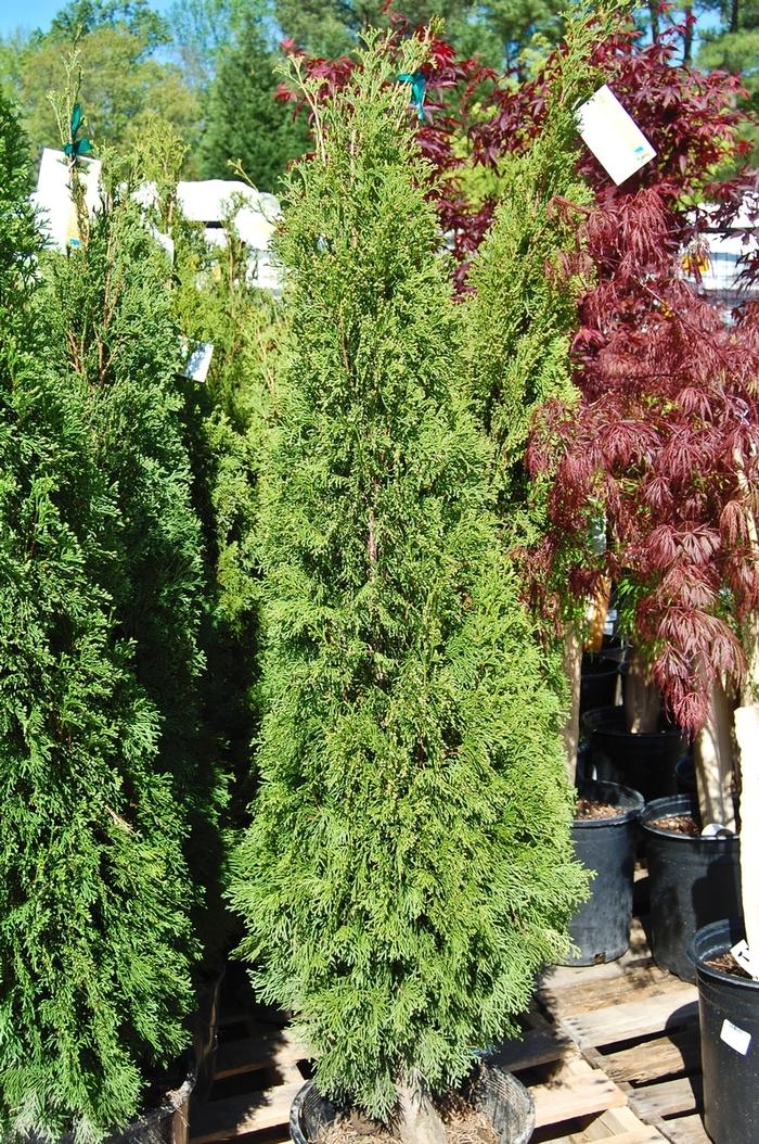 Thuja occidentalis Smaragd (Spiral)