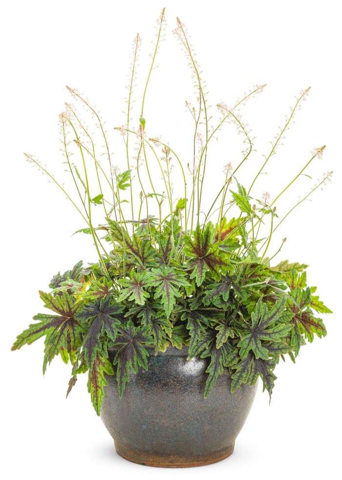 Tiarella Cutting Edge