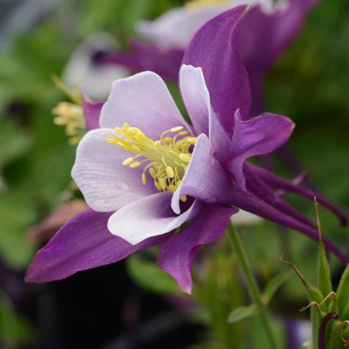 Aquilegia Earlybird™ Purple White