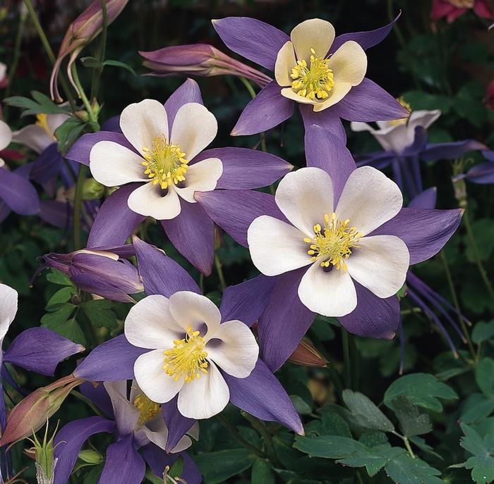 Aquilegia Songbird Bluebird