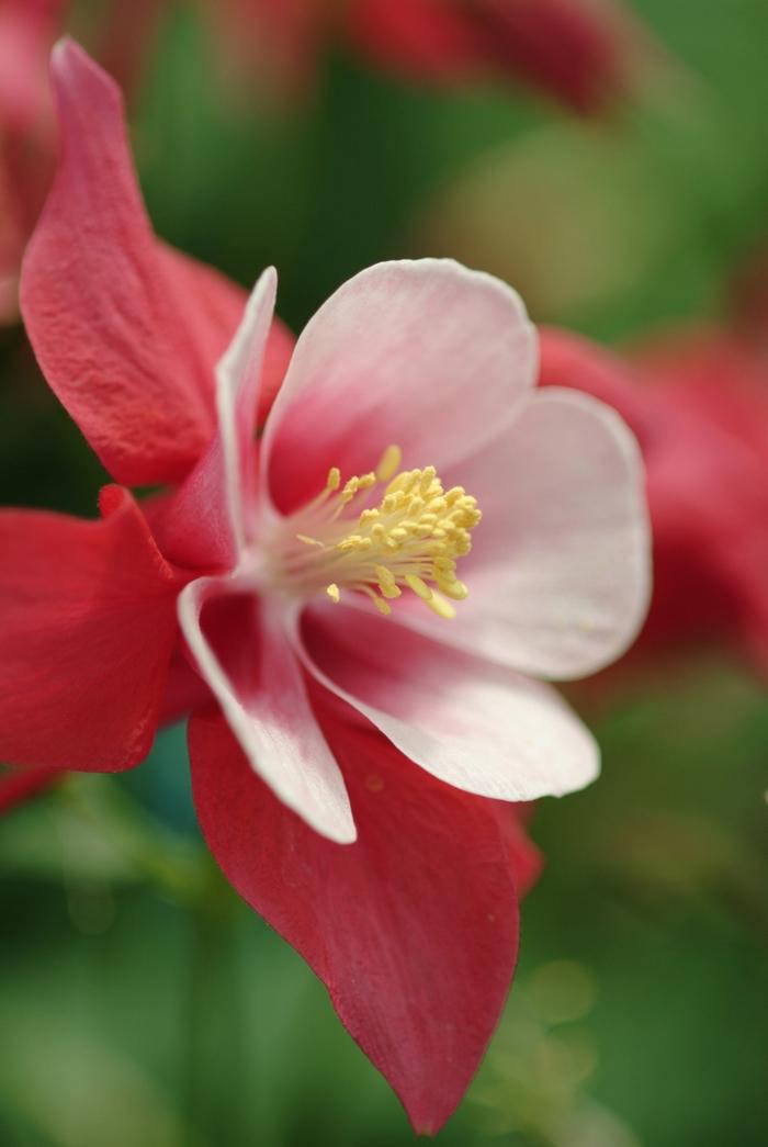 Aquilegia Songbird Cardinal
