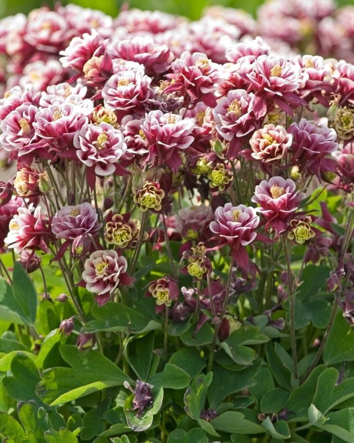 Aquilegia vulgaris Double Winky Red and White