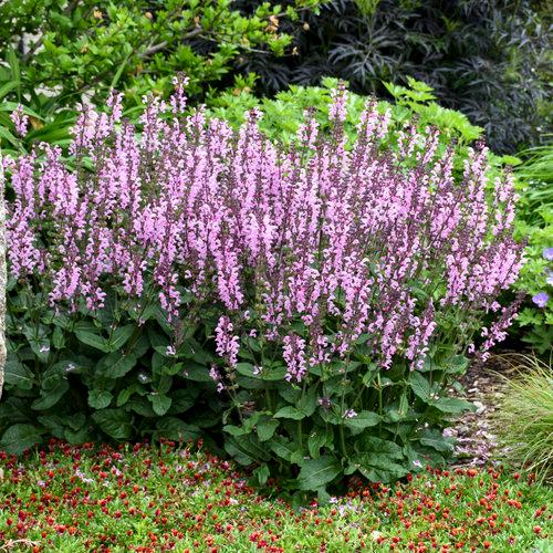 Salvia Color Spires® Pink Dawn