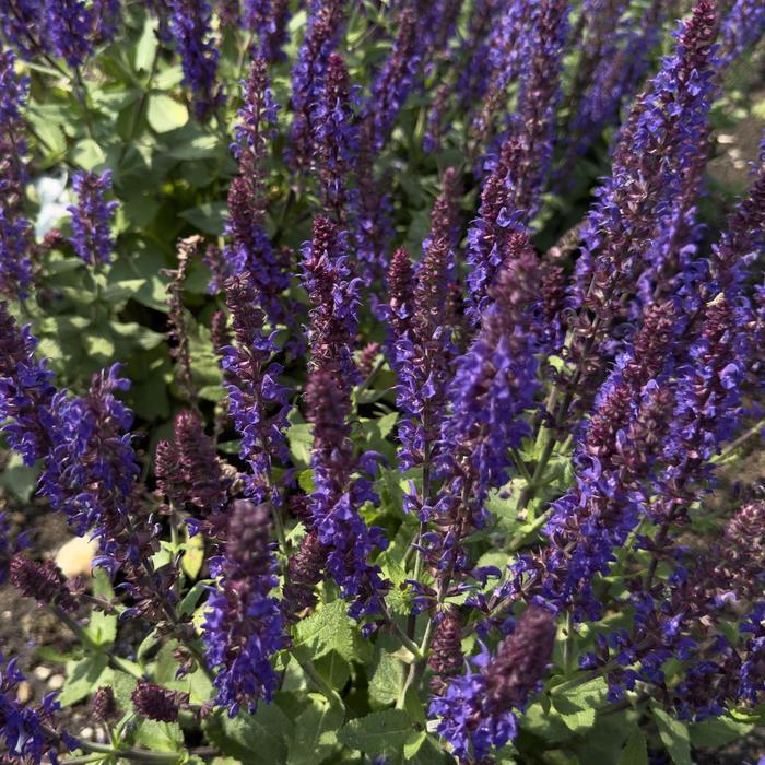 Salvia Color Spires® Violet Profusion