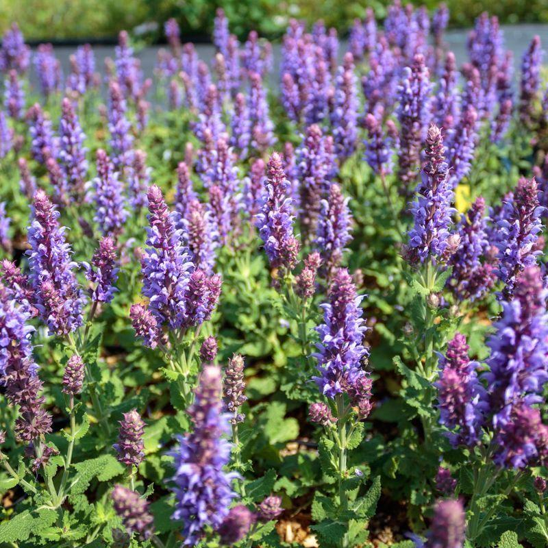 Salvia nemorosa Salute Ice Blue