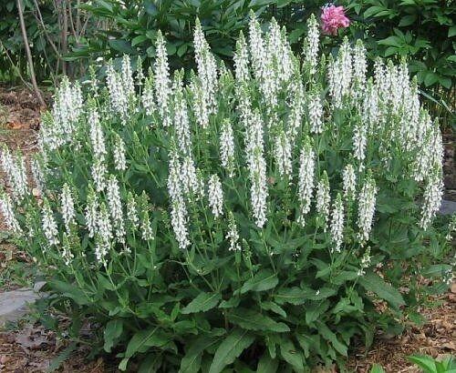 Salvia nemorosa Salute White