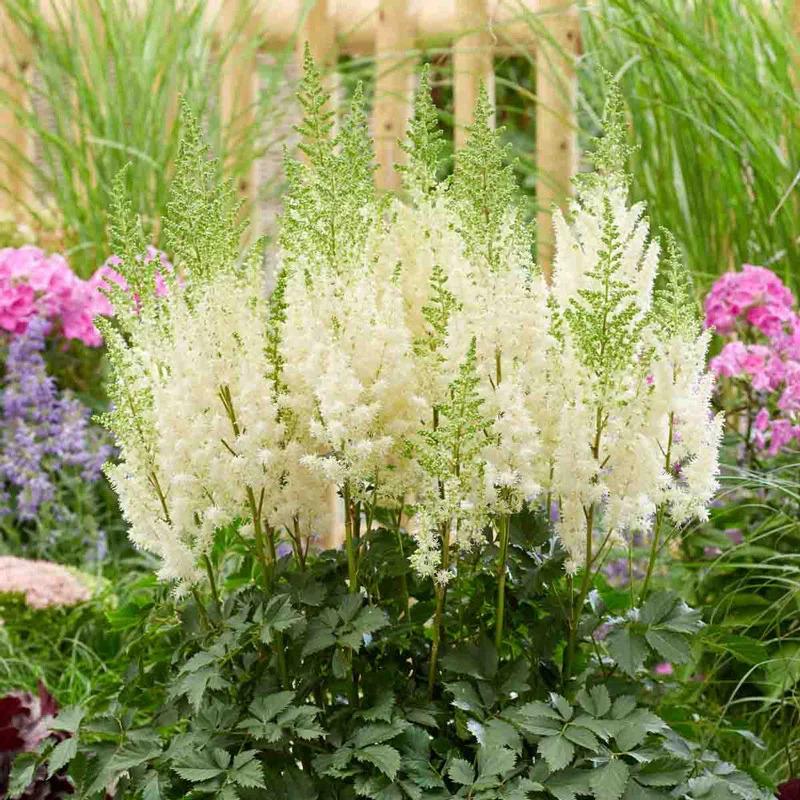 Astilbe Lowlands White