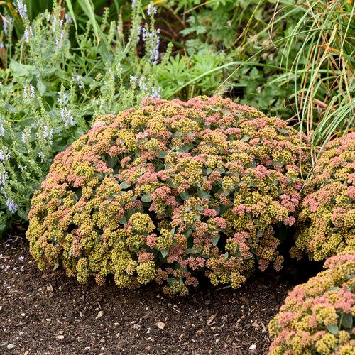 Sedum Rock 'N Grow® Coraljade