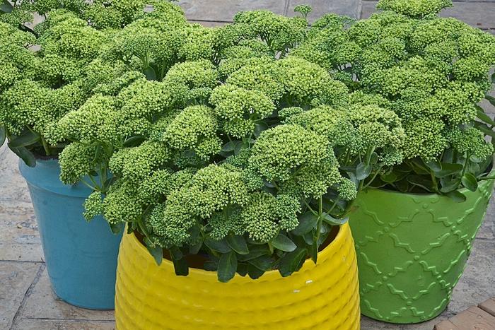 Sedum Rock 'N Grow® Lemonjade
