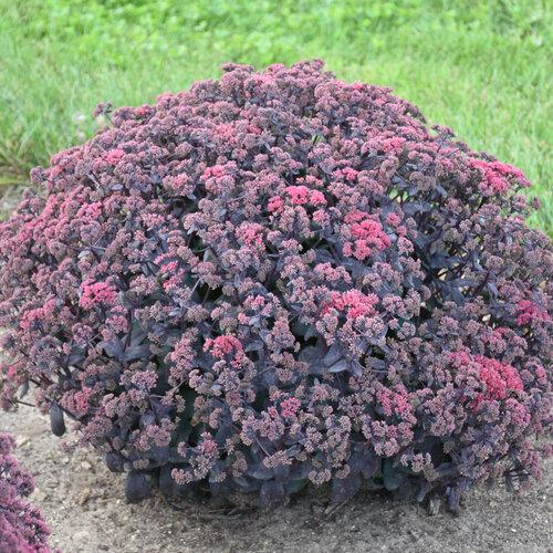 Sedum Rock 'N Grow® Midnight Velvet PP35725