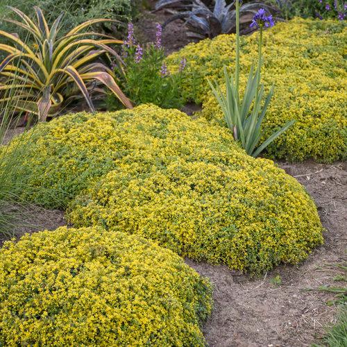 Sedum Rock 'N Low® Yellow Brick Road