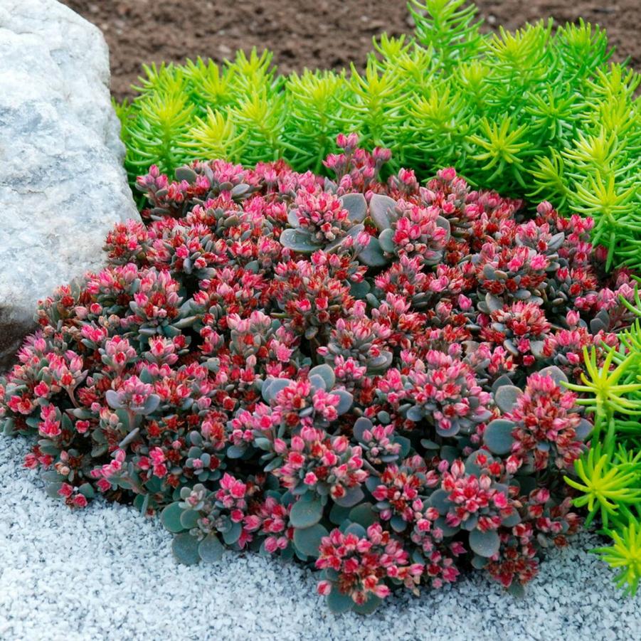 Sedum Sunsparkler® Blue Elf
