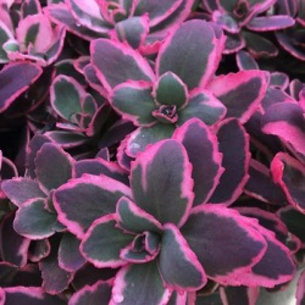 Sedum Sunsparkler® Dream Dazzler