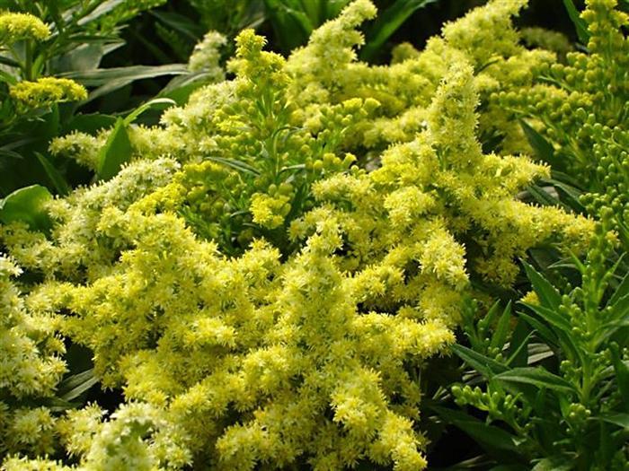 Solidago Little Lemon®