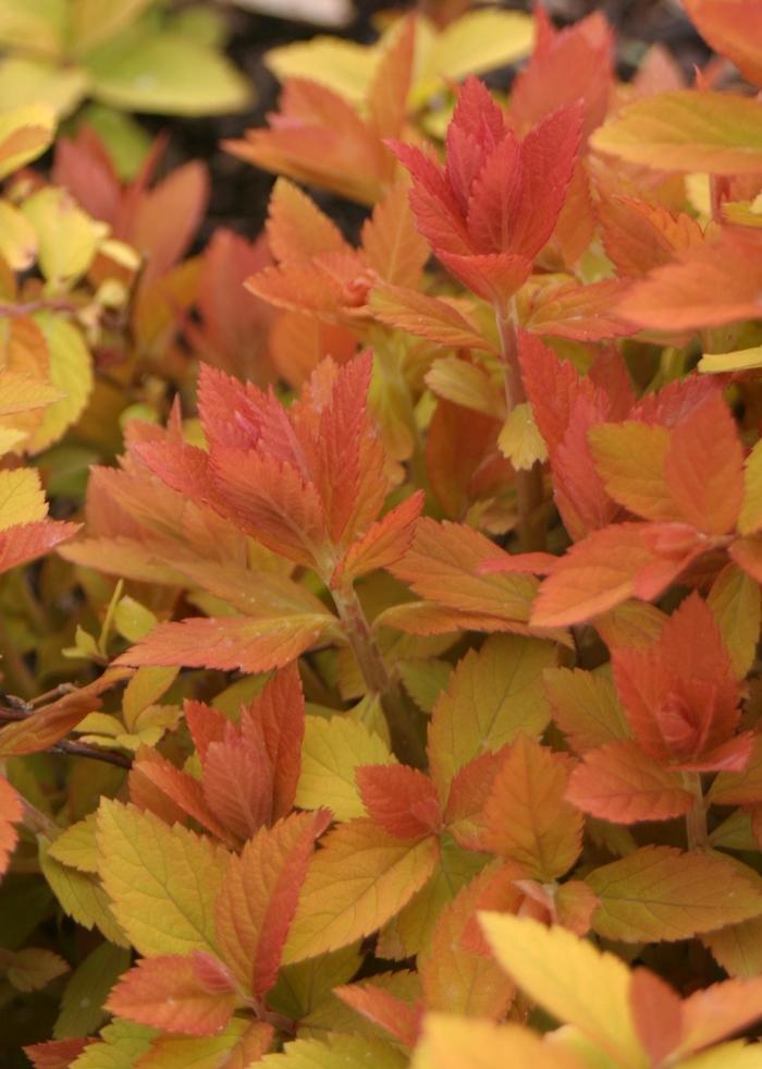 Spiraea japonica Double Play Big Bang® PP21588