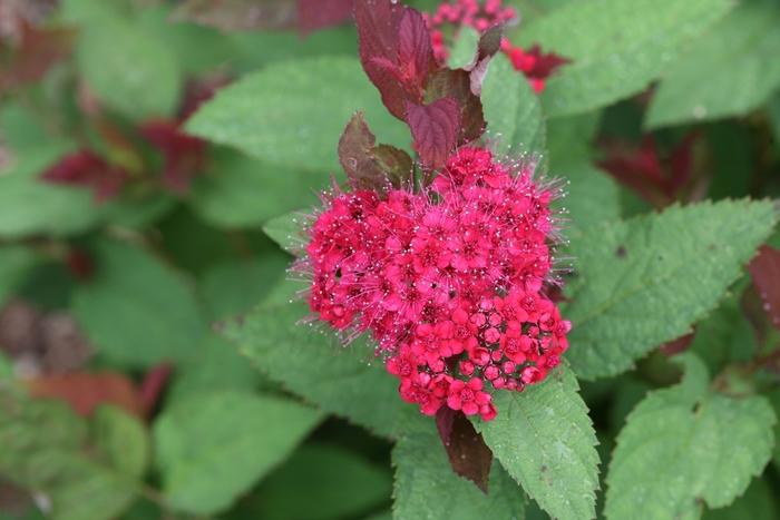 Spiraea japonica Double Play Doozie® PP30953