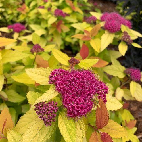 Spiraea japonica Double Play® Candy Corn® PP28313