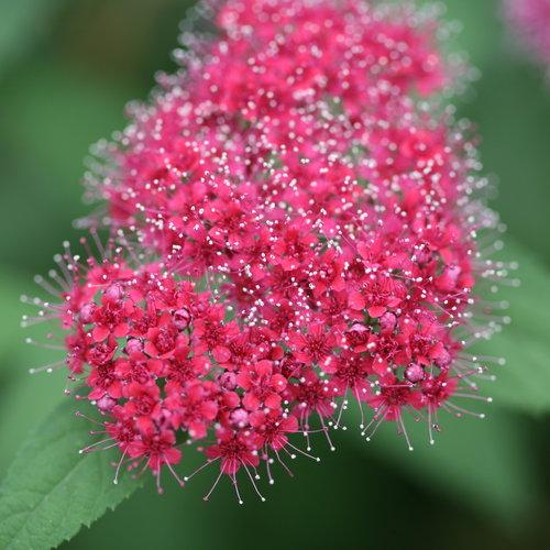 Spiraea japonica Double Play® Red PP26993