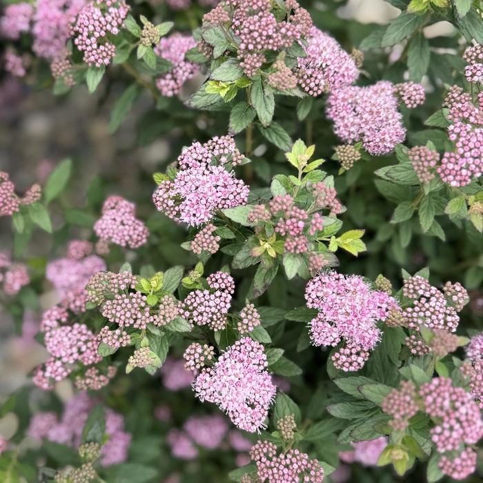 Spiraea japonica Poprocks® Petite PP28508