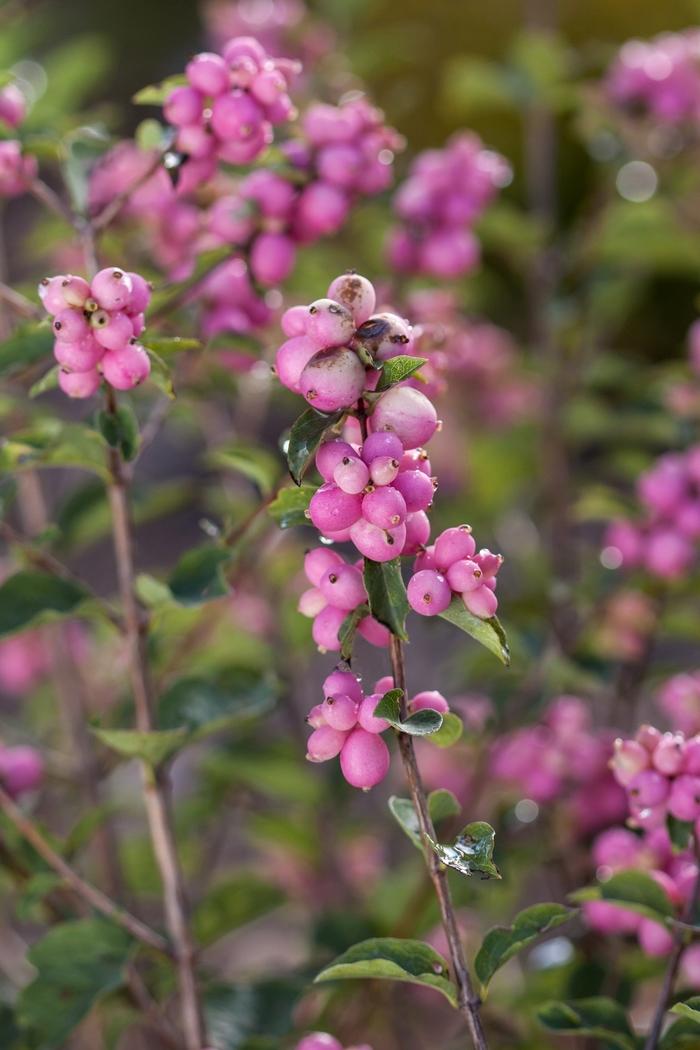 Symphoricarpos x doorenbosii Candy™ PP20931